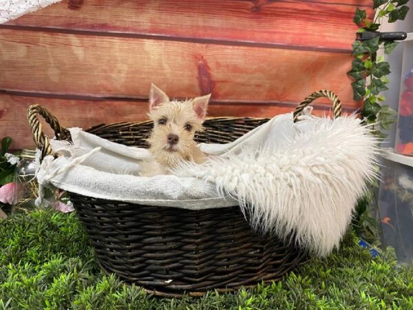 Mini Schnauzer-DOG-Female-Wheaten-10514-Petland Robinson, PA