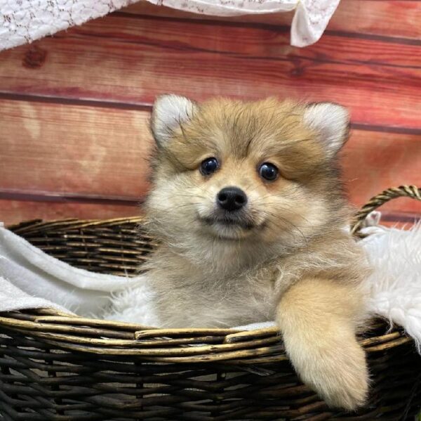 Pomeranian-DOG-Male-Orange Sable-10519-Petland Robinson, PA