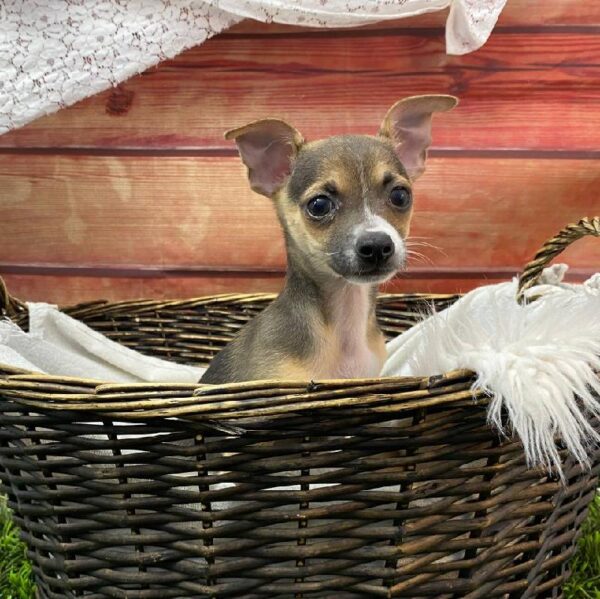 Chihuahua-DOG-Male-Black and Tan-10517-Petland Robinson, PA