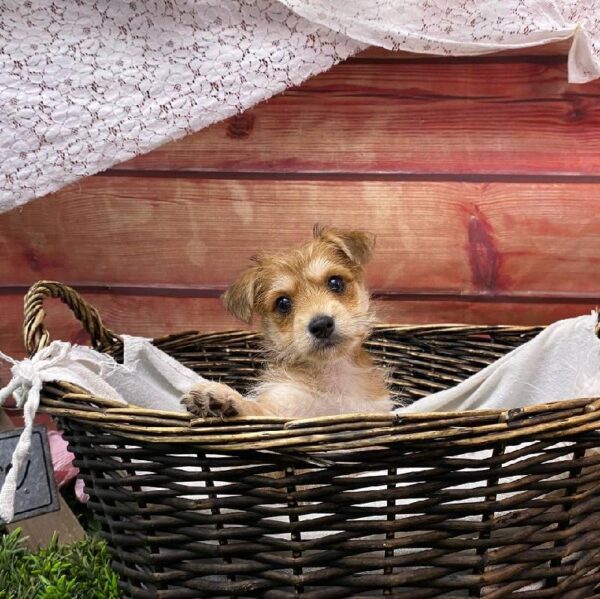 Morkie-DOG-Male-Gold-10515-Petland Robinson, PA