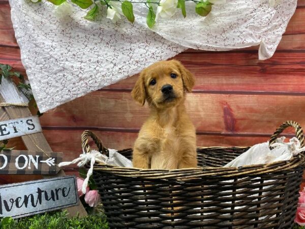 Golden Retriever-DOG-Female-Dark Golden-10513-Petland Robinson, Pittsburgh, PA
