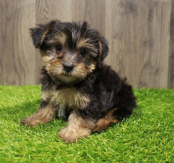 Yorkie-Poo-DOG-Male-Black / Tan-10528-Petland Robinson, PA