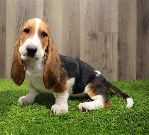 Basset Hound-DOG-Female-Black White / Tan-10529-Petland Robinson, PA