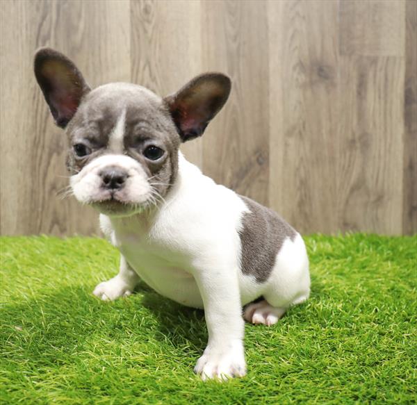 French Bulldog-DOG-Female-Blue-10530-Petland Robinson, Pittsburgh, PA