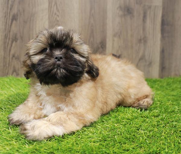 Teddy Bear-DOG-Male-Gold-10531-Petland Robinson, Pittsburgh, PA