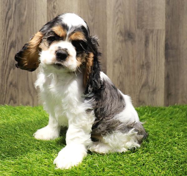 Cocker Spaniel-DOG-Male-Blue Roan-10532-Petland Robinson, Pittsburgh, PA