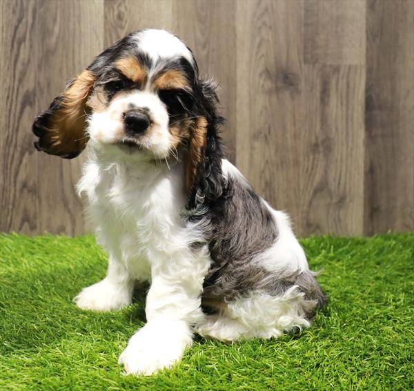 Cocker Spaniel-DOG-Male-Blue Roan-10532-Petland Robinson, PA