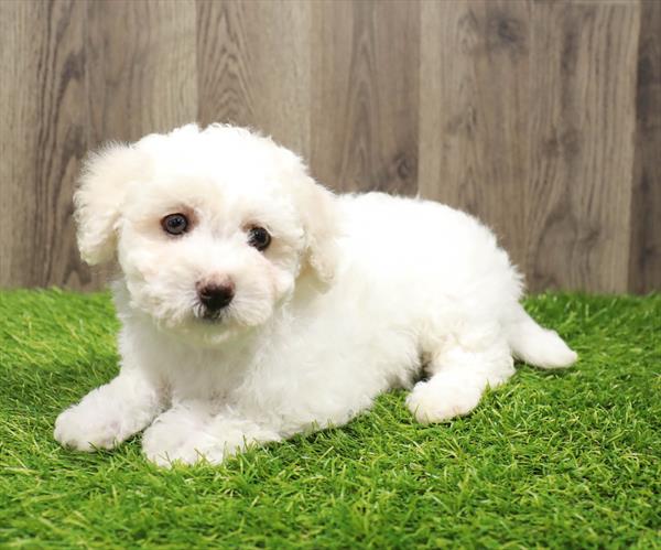 Maltechon-DOG-Female-White-10533-Petland Robinson, Pittsburgh, PA