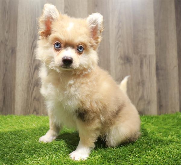 Pomsky-DOG-Male-Red Merle-10534-Petland Robinson, PA