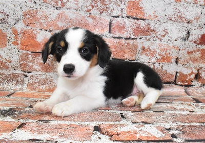 Auggie-DOG-Female-Black Brown and White-10535-Petland Robinson, Pittsburgh, PA