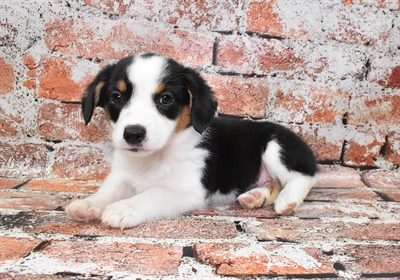 Auggie-DOG-Female-Black Brown and White-10535-Petland Robinson, PA