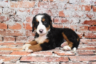 Bernese Mountain Dog-DOG-Female-Black Rust and White-10536-Petland Robinson, Pittsburgh, PA