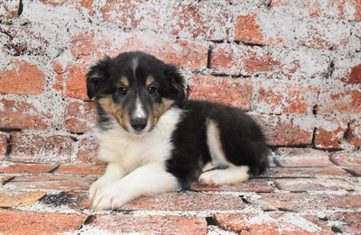 Sheltie-DOG-Male-Black White and Tan-10538-Petland Robinson, Pittsburgh, PA