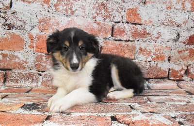 Sheltie-DOG-Male-Black White and Tan-10538-Petland Robinson, PA