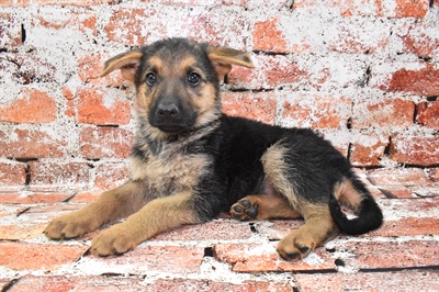 German Shepherd-DOG-Female-Black and Tan-10540-Petland Robinson, PA