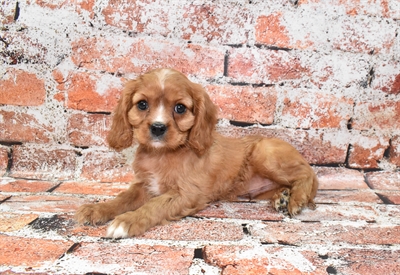 Cavalier King Charles Spaniel-DOG-Male-Red and White-10541-Petland Robinson, Pittsburgh, PA