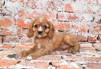 Cavalier King Charles Spaniel-DOG-Male-Red and White-10541-Petland Robinson, PA