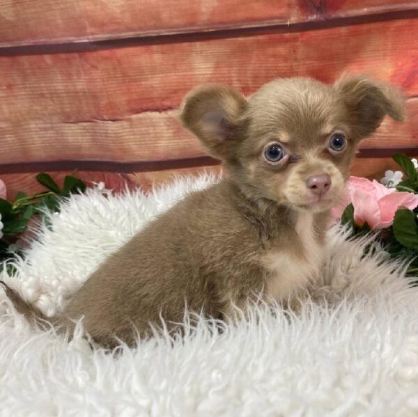 Chihuahua-DOG-Male-Blue Fawn-10554-Petland Robinson, Pittsburgh, PA