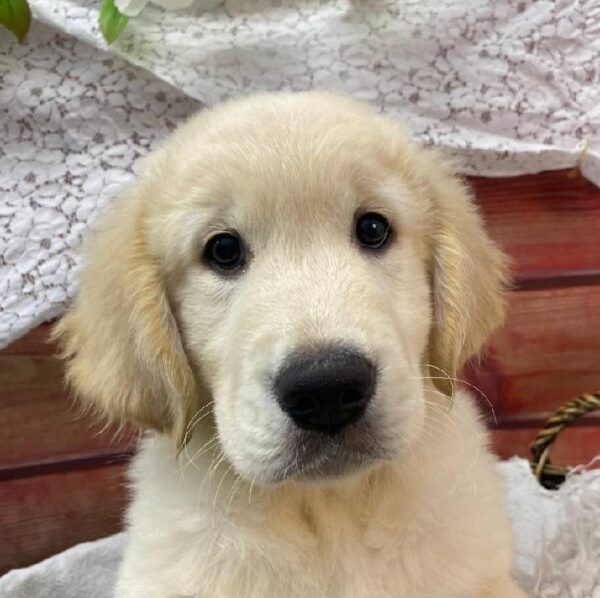 Golden Retriever-DOG-Male-Golden-10550-Petland Robinson, Pittsburgh, PA