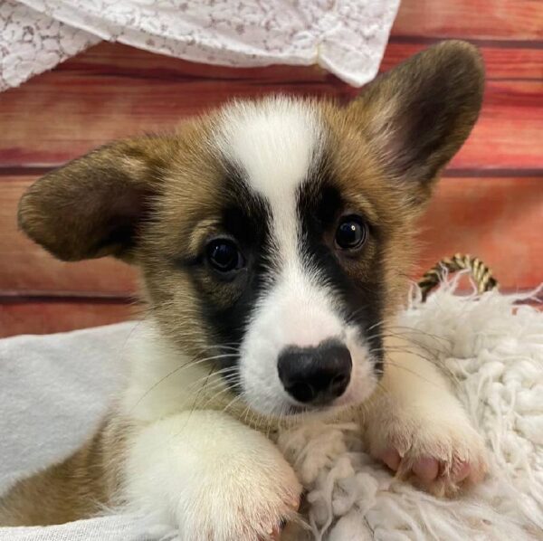 Pembroke Welsh Corgi-DOG-Male-Red / White-10553-Petland Robinson, Pittsburgh, PA