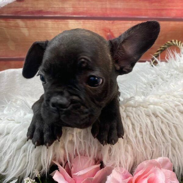 French Bulldog-DOG-Male-Brindle-10548-Petland Robinson, Pittsburgh, PA