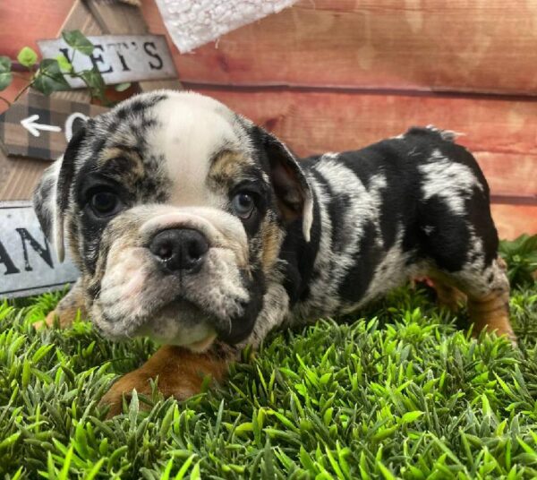 English Bulldog-DOG-Male-Blue Merle-10549-Petland Robinson, PA