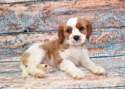 Cavalier King Charles Spaniel-DOG-Female-Blenheim-10555-Petland Robinson, Pittsburgh, PA