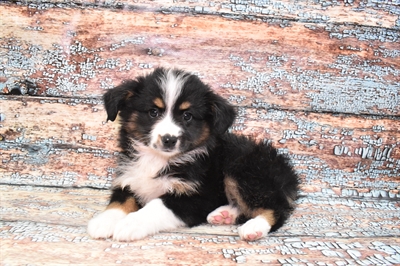 Miniature American Shepherd-DOG-Female-Black-10556-Petland Robinson, Pittsburgh, PA