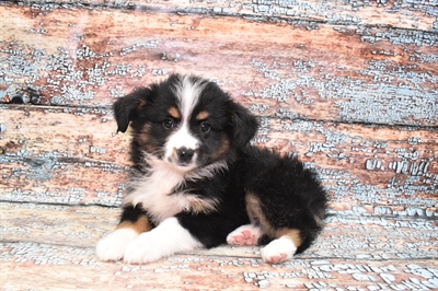 Miniature American Shepherd-DOG-Female-Black-10556-Petland Robinson, PA