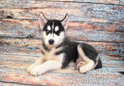 Siberian Husky-DOG-Male-Black and White-10558-Petland Robinson, Pittsburgh, PA