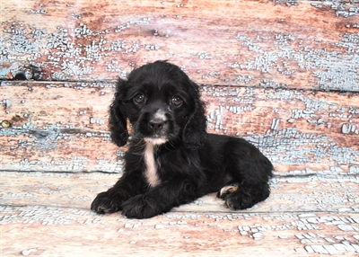 Cocker Spaniel-DOG-Female-Black-10559-Petland Robinson, PA