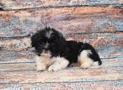 Shih Tzu-DOG-Male-Black and White-10561-Petland Robinson, PA