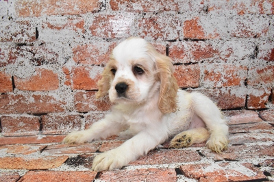 Cocker Spaniel-DOG-Female-Buff and White-10566-Petland Robinson, PA