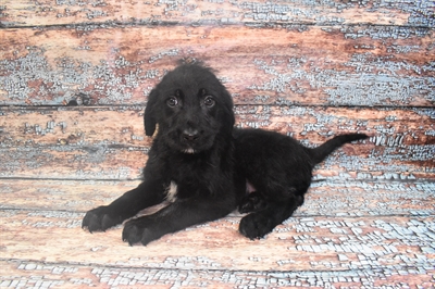 Labradoodle-DOG-Male-Black-10567-Petland Robinson, PA