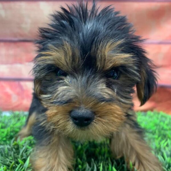 Yorkie-DOG-Male-Black / Tan-10578-Petland Robinson, PA