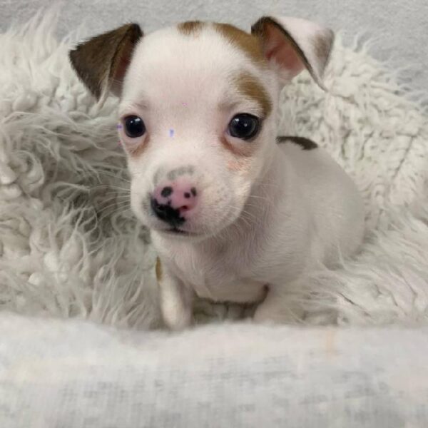 Chiweenie-DOG-Male-Wild Boar-10575-Petland Robinson, Pittsburgh, PA