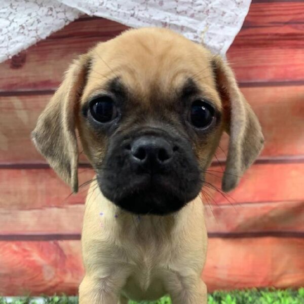 Puggle-DOG-Female-Fawn-10579-Petland Robinson, Pittsburgh, PA