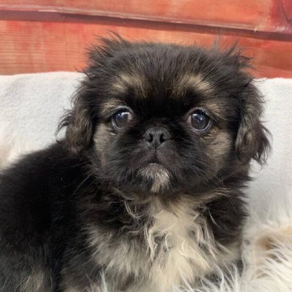 Pekingese-DOG-Female-Black / Tan-10581-Petland Robinson, PA