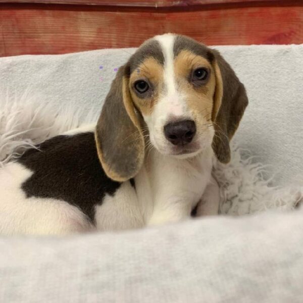 Beagle-DOG-Female-Blue / White-10580-Petland Robinson, PA