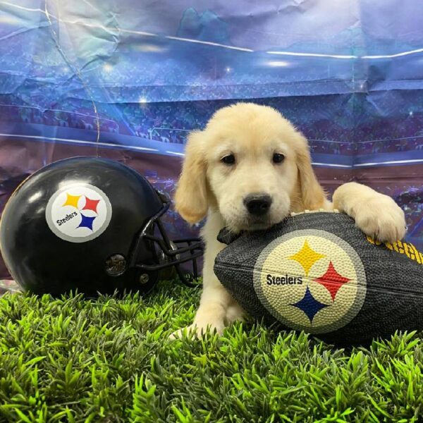 Golden Retriever-DOG-Male-Light Golden-10583-Petland Robinson, Pittsburgh, PA