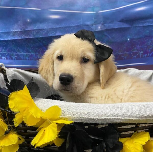 Golden Retriever-DOG-Female-Light Golden-10584-Petland Robinson, Pittsburgh, PA