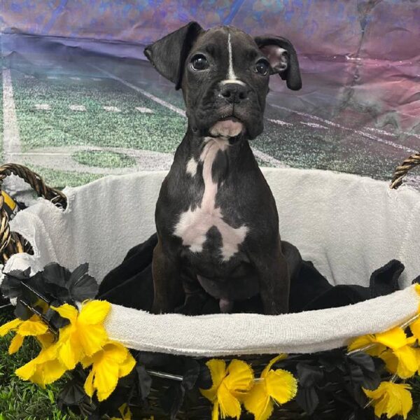 Boxer-DOG-Male-Black-10588-Petland Robinson, Pittsburgh, PA