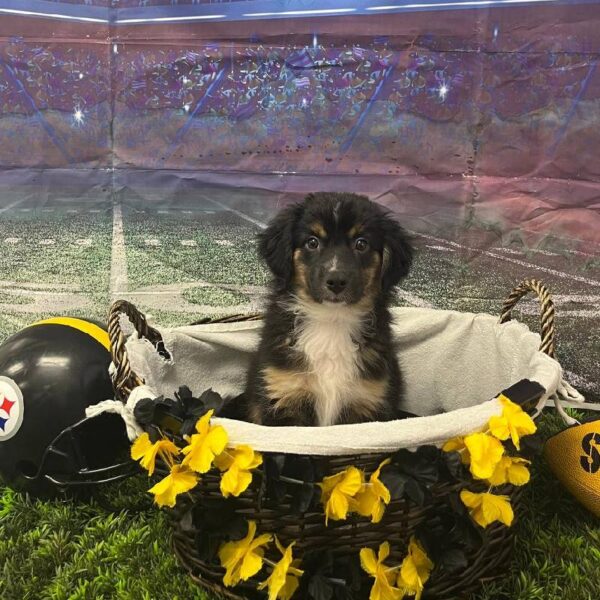 Australian Shepherd-DOG-Male-Black and White-10582-Petland Robinson, Pittsburgh, PA