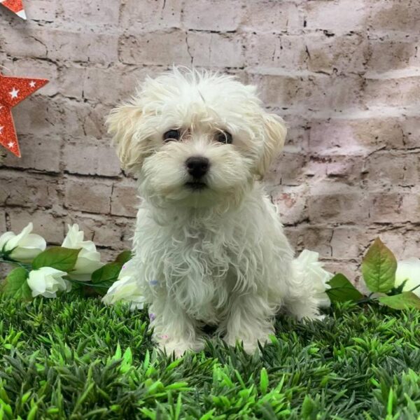Havanese-DOG-Male-White-10446-Petland Robinson, Pittsburgh, PA