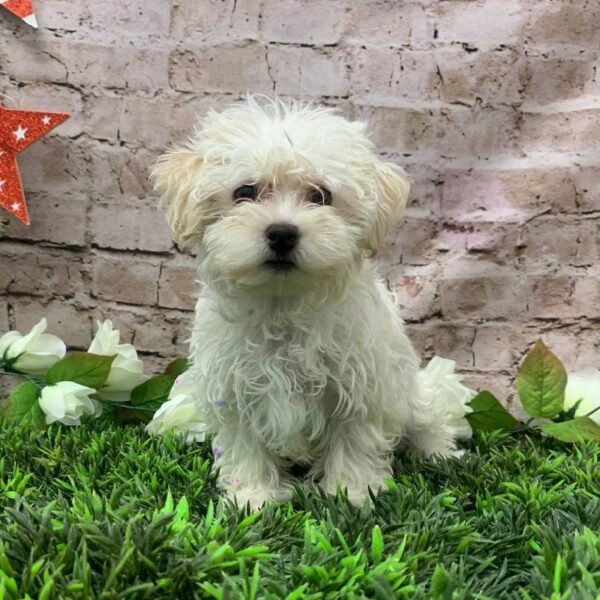 Havanese-DOG-Male-White-10446-Petland Robinson, PA