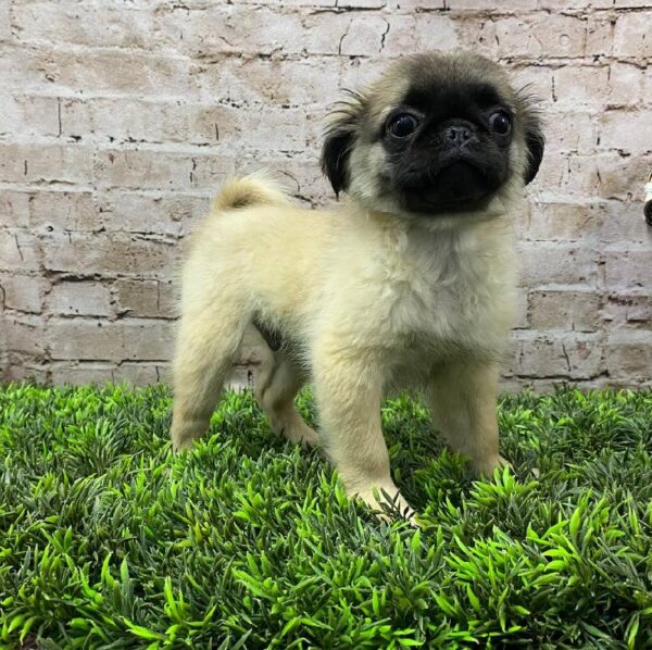 Pug-DOG-Male-Fawn-10492-Petland Robinson, PA