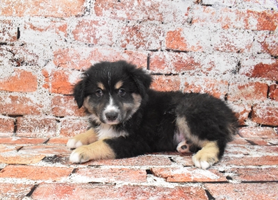 Miniature American Shepherd-DOG-Male-Black-10539-Petland Robinson, PA