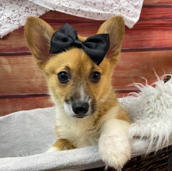 Pembroke Welsh Corgi-DOG-Female-Red / White-10551-Petland Robinson, Pittsburgh, PA