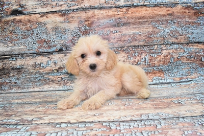 Shih-poo-DOG-Male-Cream-10557-Petland Robinson, Pittsburgh, PA