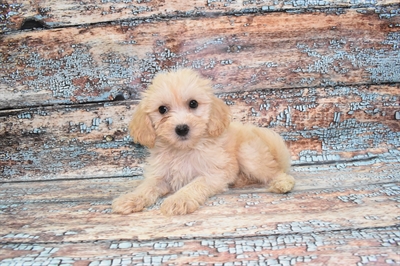 Shih-poo-DOG-Male-Cream-10557-Petland Robinson, PA